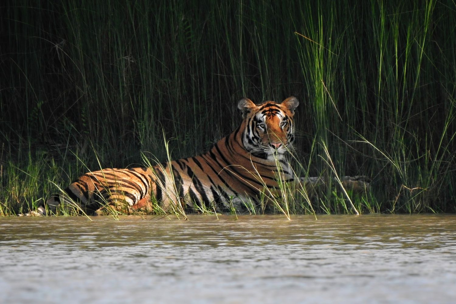Bardiya Wildlife Photography Tour